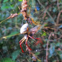 Large spider with cocoon